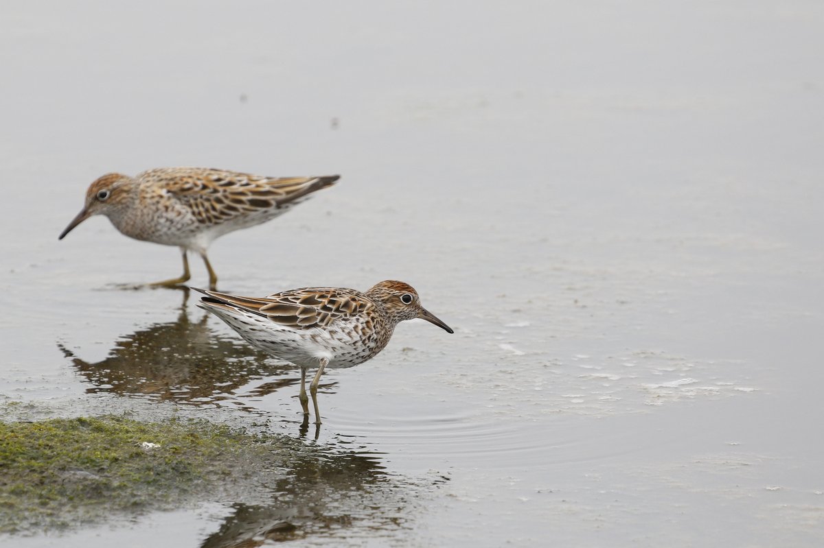 Sharp-tailed Sandpiper (Calidris acuminata)