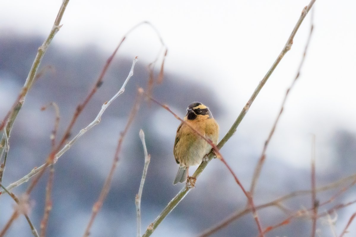 黑喉岩鹨 (Prunella atrogularis)