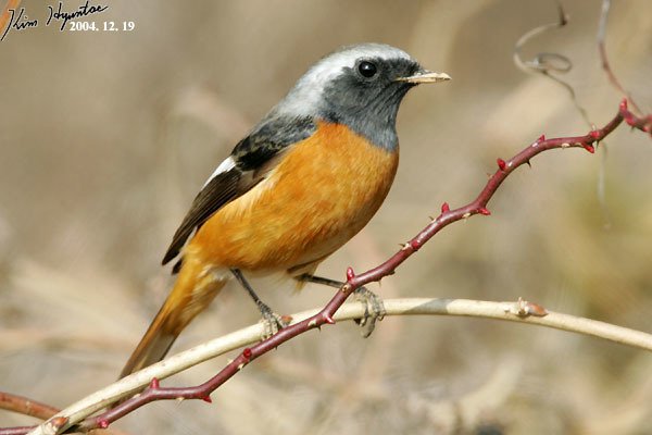 北红尾鸲 (Phoenicurus auroreus)