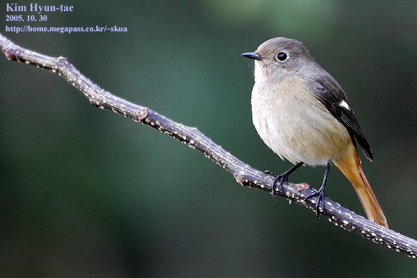 北红尾鸲 (Phoenicurus auroreus)