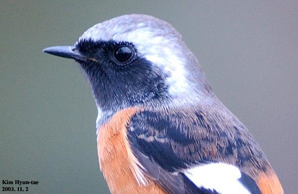 北红尾鸲 (Phoenicurus auroreus)