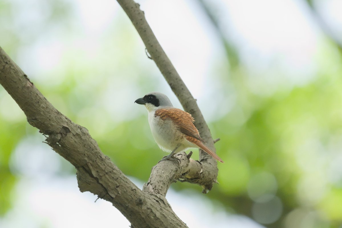 Tiger Shrike (Lanius tigrinus)