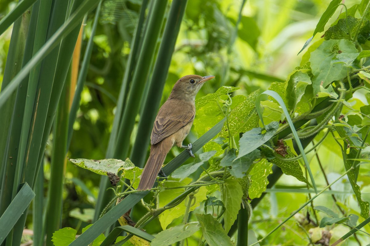 Thick-billed Warbler (Arundinax aedon)