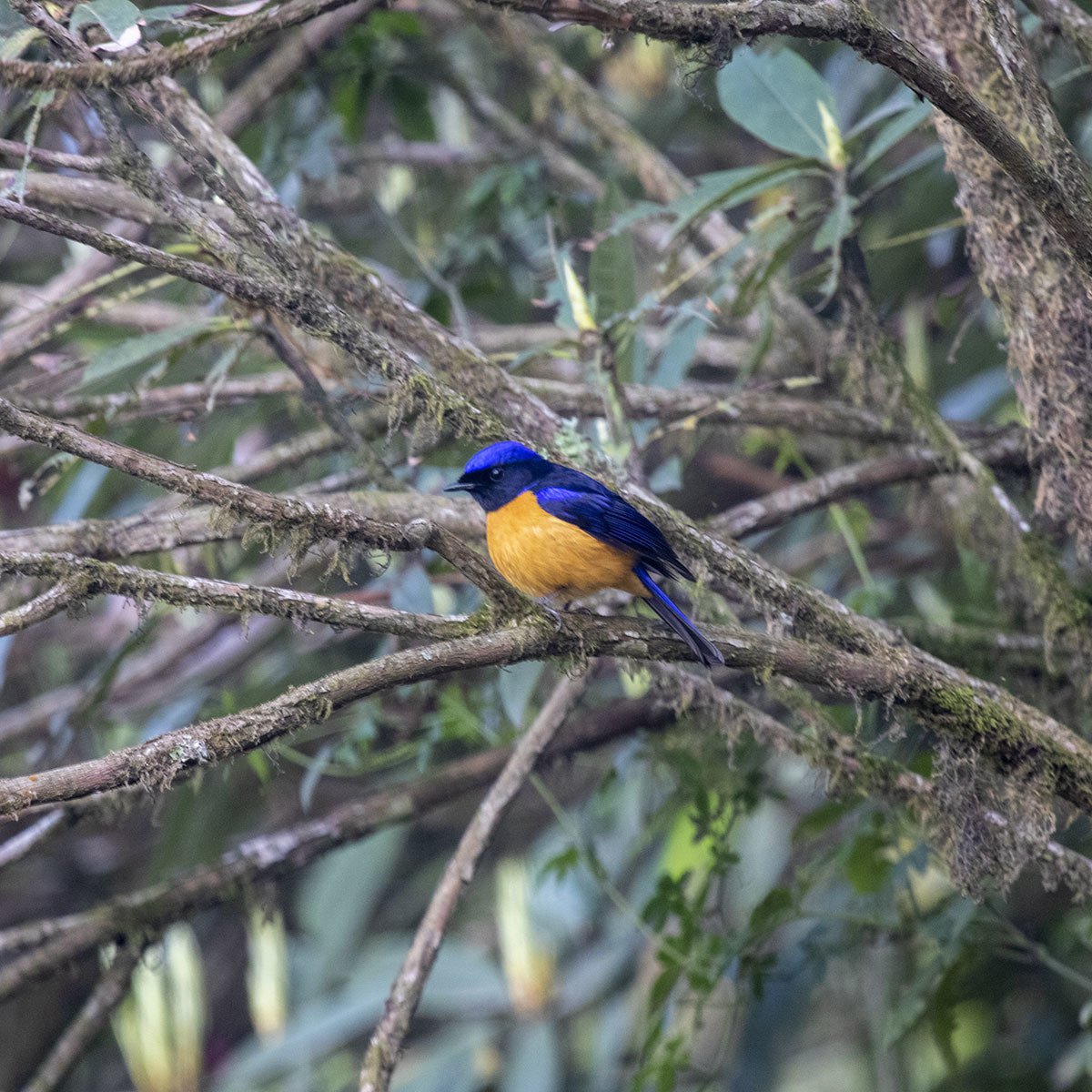 Rufous-bellied Niltava (Niltava sundara)