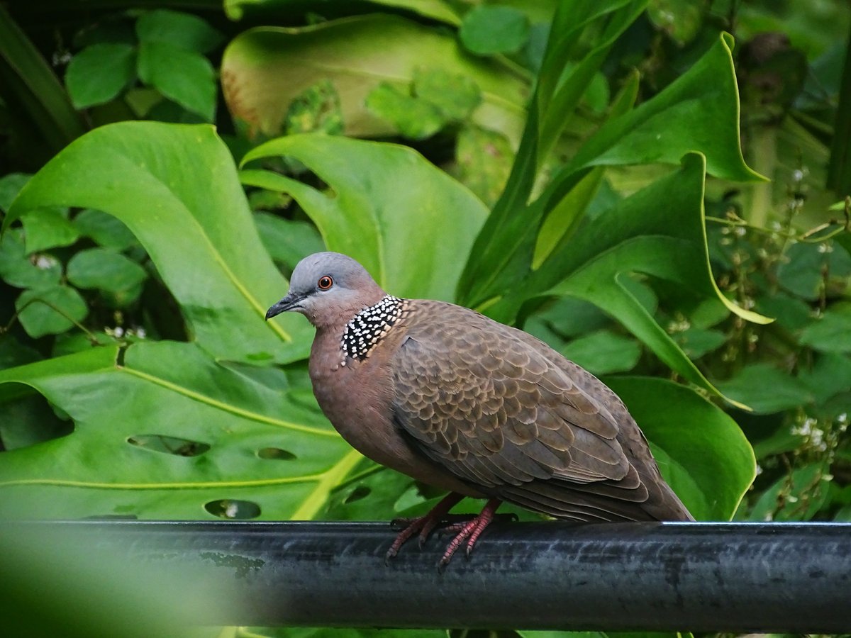 Spotted Dove (Spilopelia chinensis)