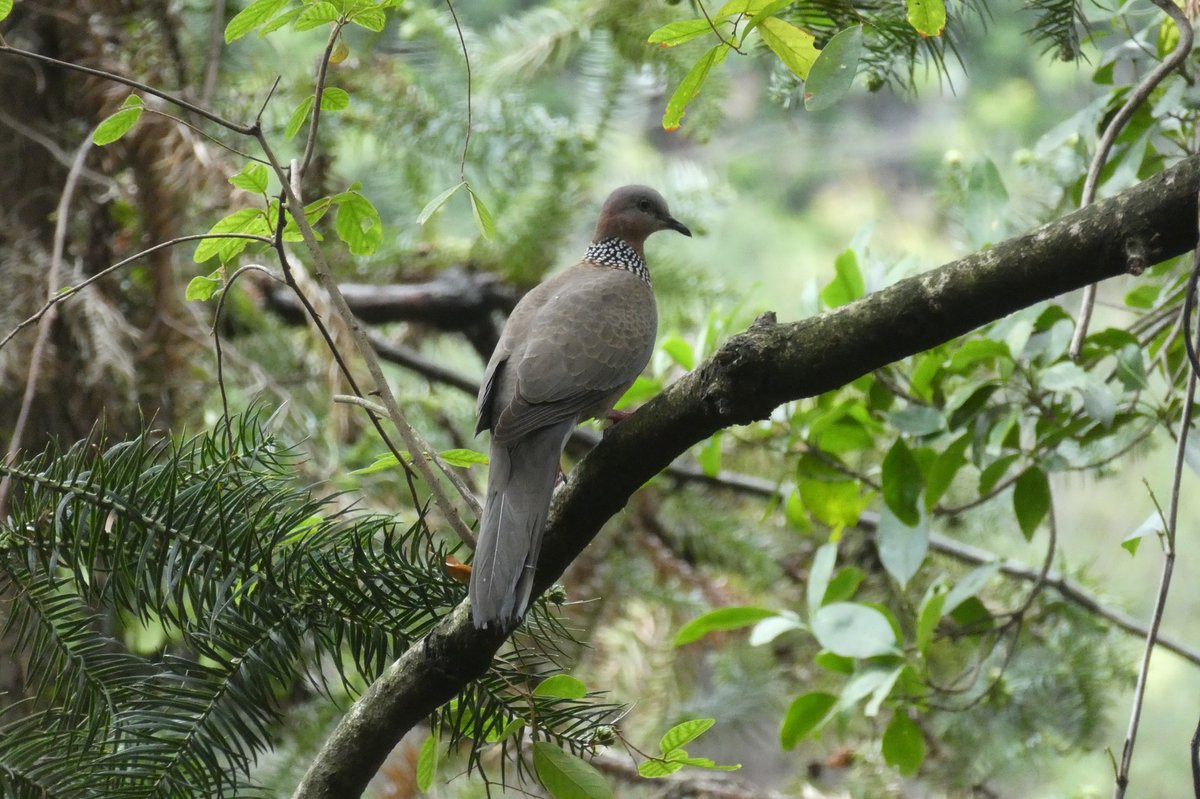 Spotted Dove (Spilopelia chinensis)