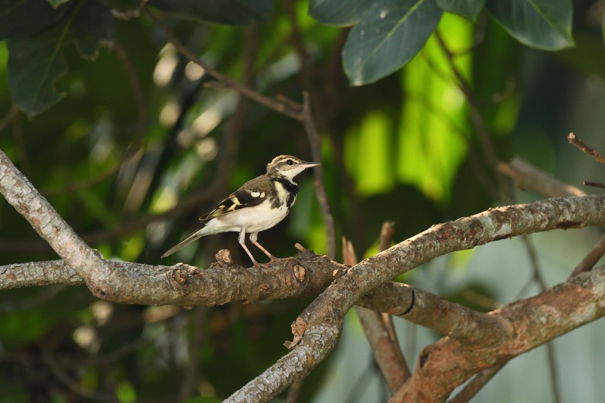 山鹡鸰 (Dendronanthus indicus)