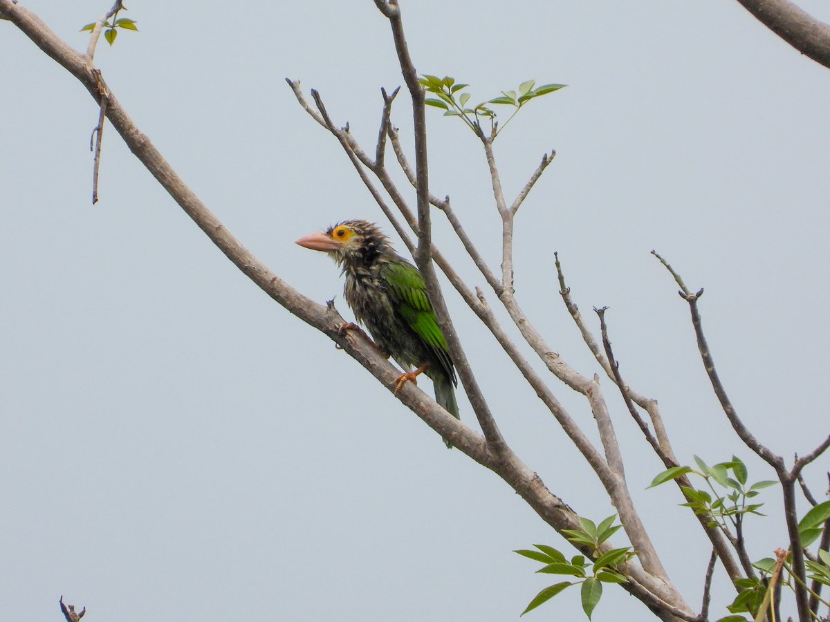 Lineated Barbet (Psilopogon lineatus)