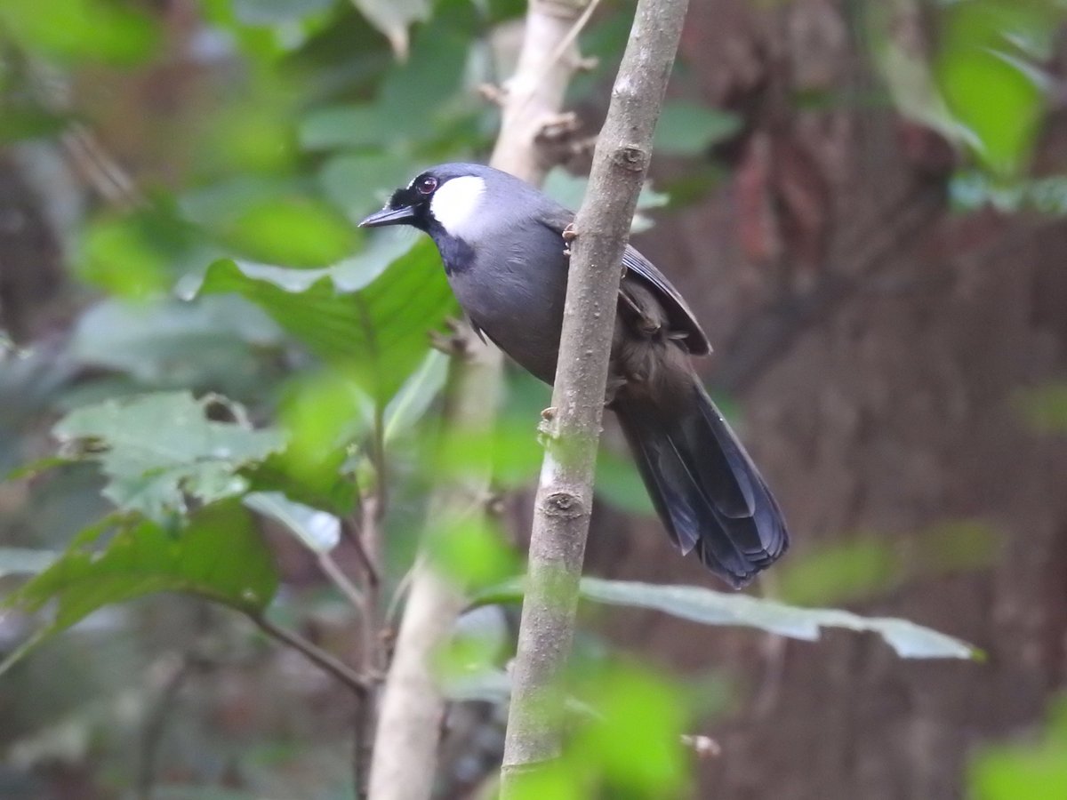 Black-throated Laughingthrush (Pterorhinus chinensis)