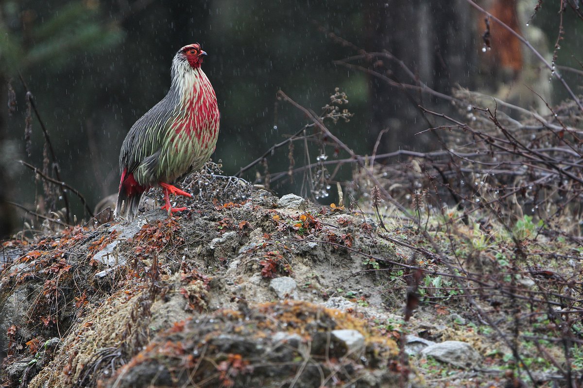血雉 (Ithaginis cruentus)