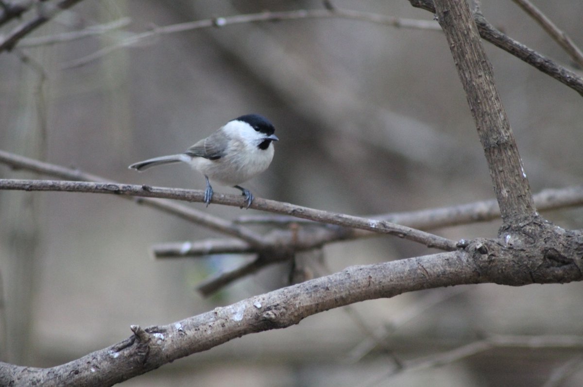Marsh Tit (Poecile palustris)