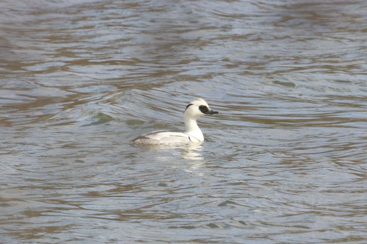 Smew (Mergellus albellus)