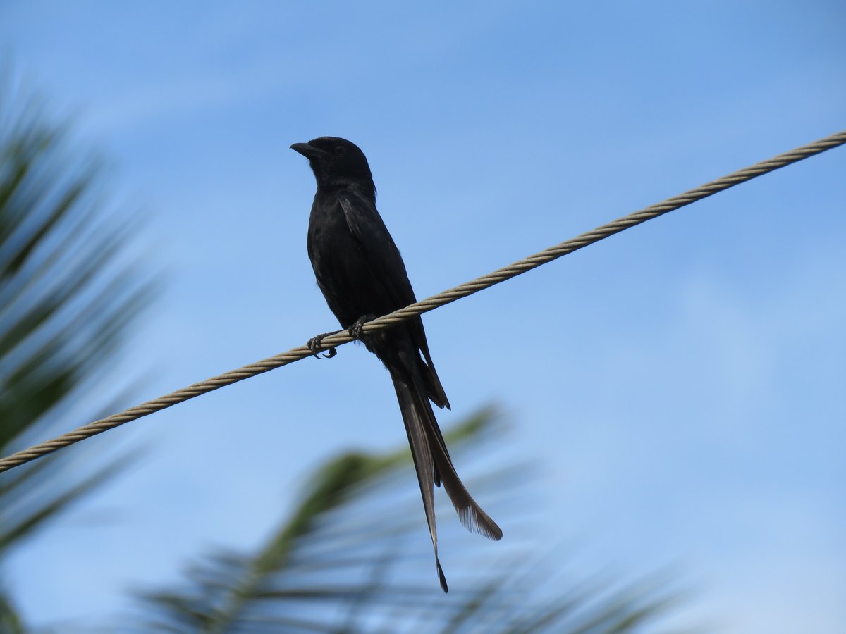Black Drongo (Dicrurus macrocercus)