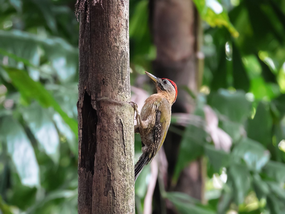 花腹绿啄木鸟 (Picus vittatus)
