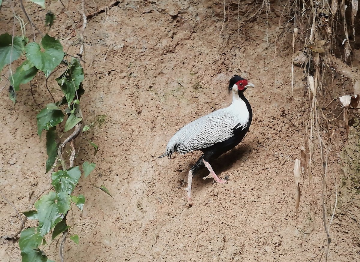 Silver Pheasant (Lophura nycthemera)