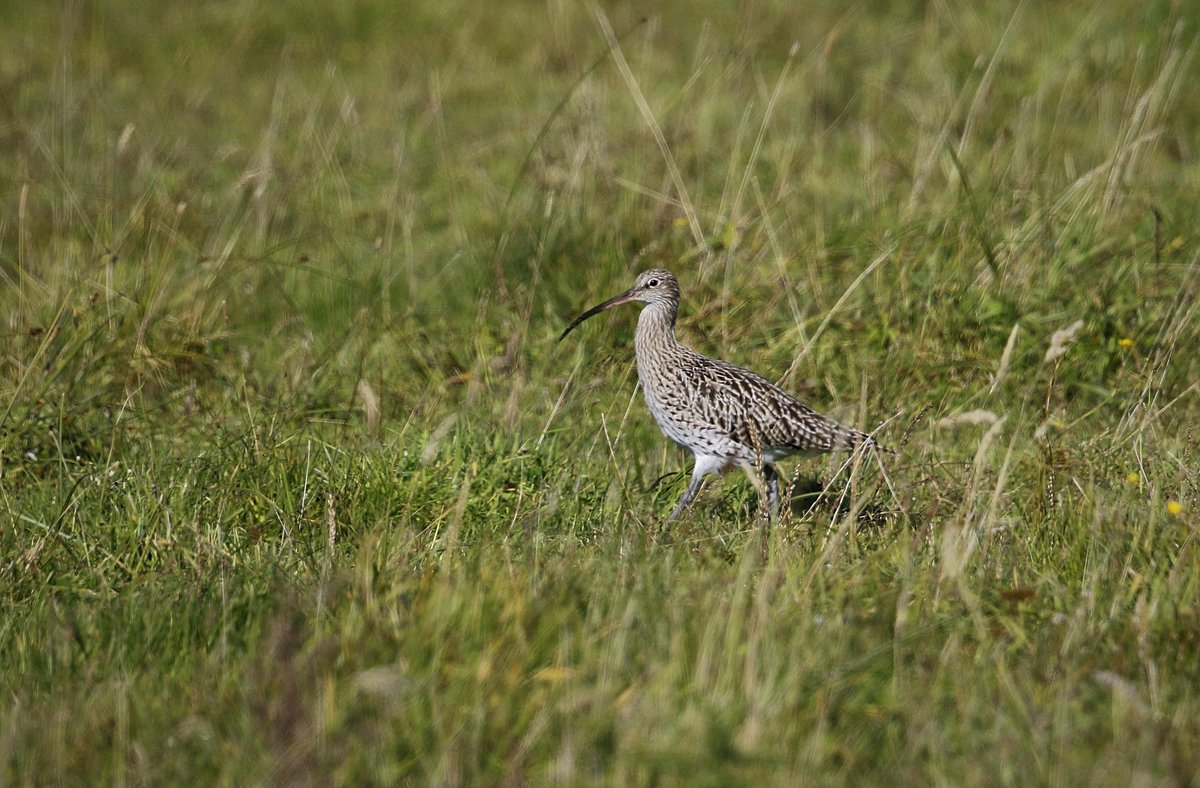 Eurasian Curlew (Numenius arquata)