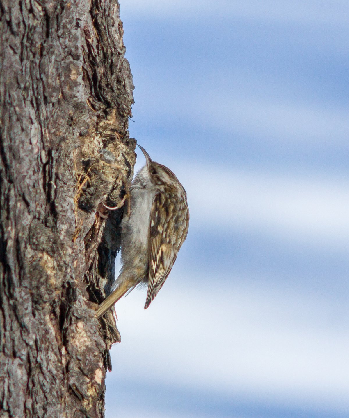 Eurasian Treecreeper (Certhia familiaris)