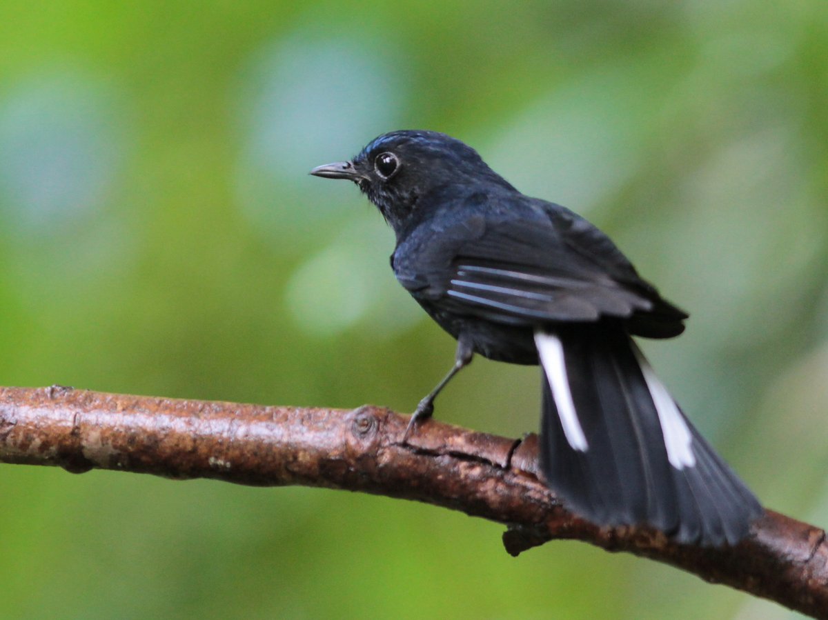 白尾蓝地鸲 (Myiomela leucura)