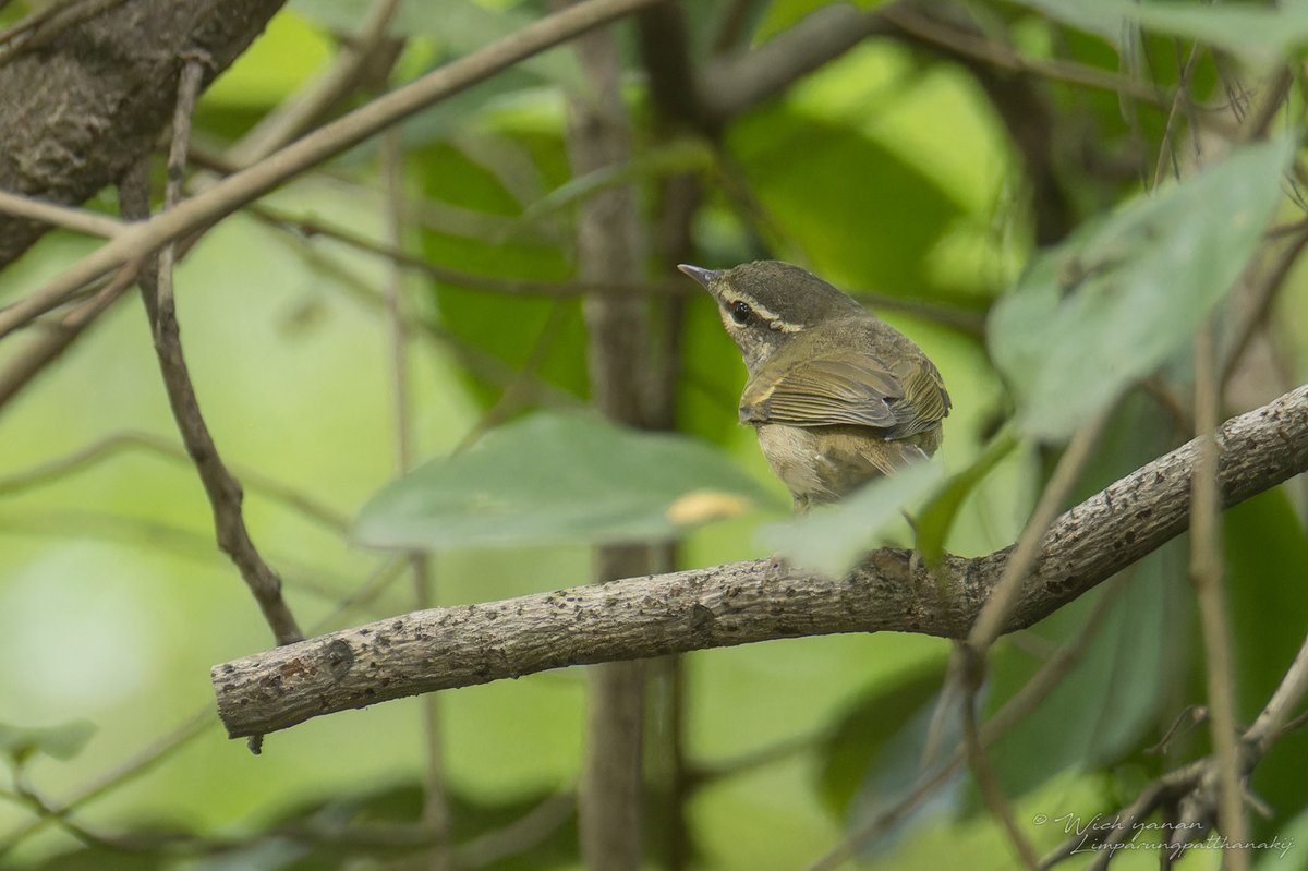 Sakhalin Leaf Warbler (Phylloscopus borealoides)