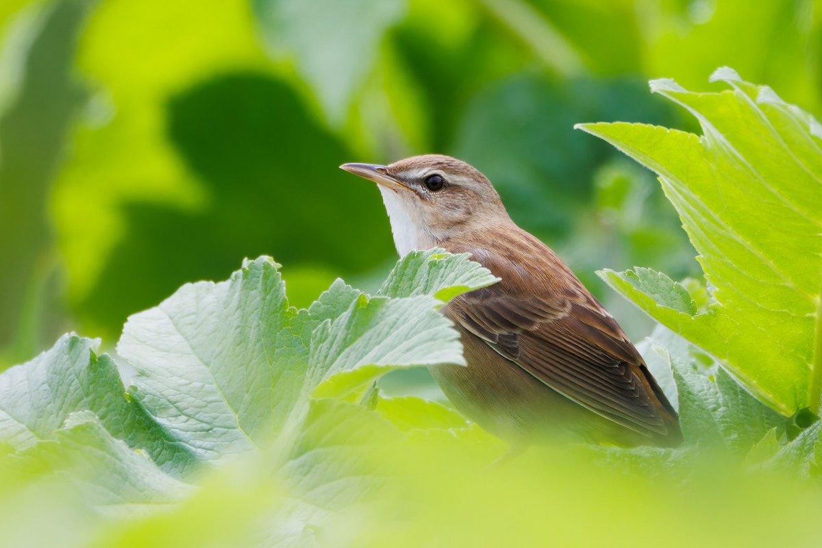 Middendorff's Grasshopper Warbler (Helopsaltes ochotensis)