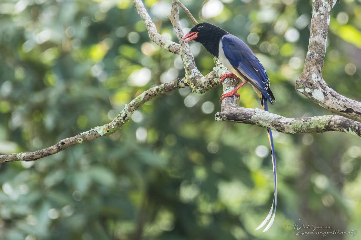 Red-billed Blue Magpie (Urocissa erythroryncha)