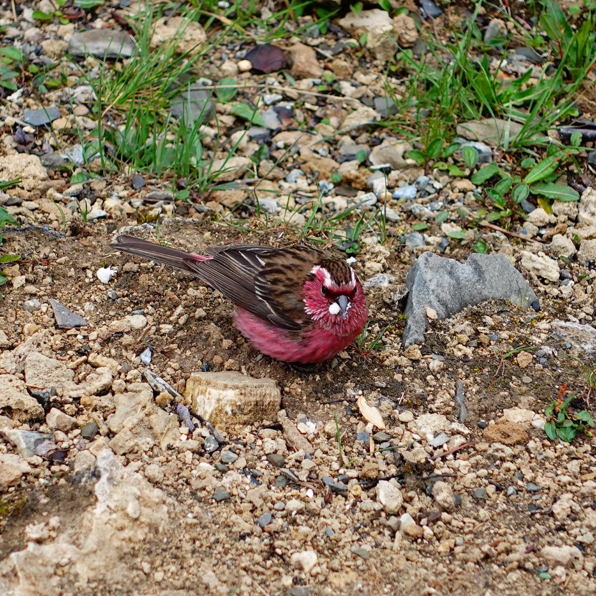 Chinese White-browed Rosefinch (Carpodacus dubius)
