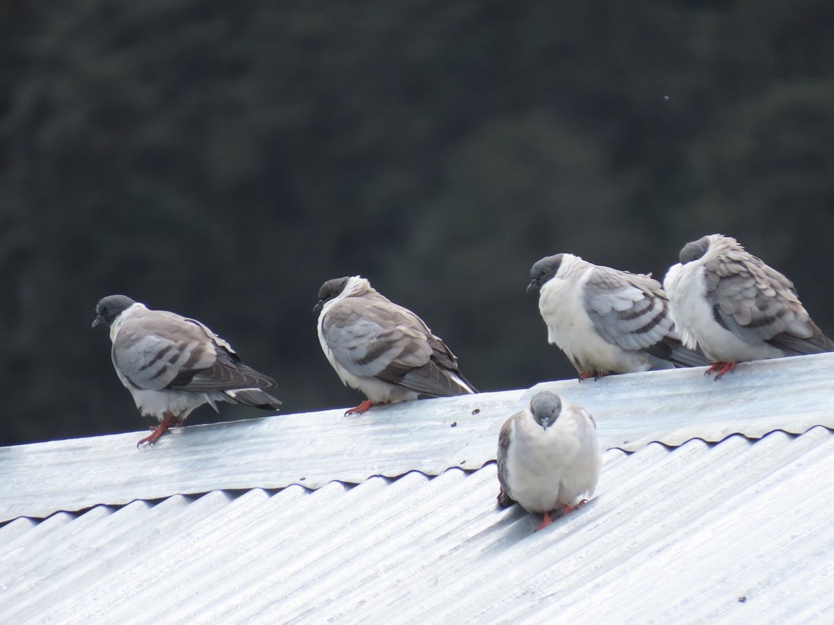 雪鸽 (Columba leuconota)